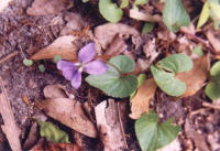 Florida Violet (Viola floridana)